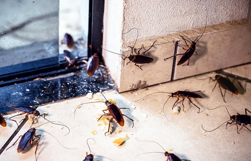 Future of Cockroach Control