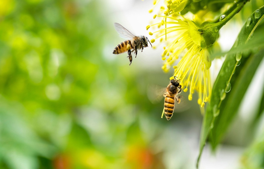 Buzz about Bee Control